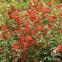 Ceratopetalum Alberys Red - Christmas Bush -Bloom Field Shop apo alberys red november