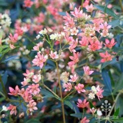 Ceratopetalum Alberys Red - Christmas Bush -Bloom Field Shop apo alberys red pre flowering