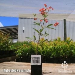 Ceratopetalum Alberys Red - Christmas Bush -Bloom Field Shop apo alberys tubestock 1
