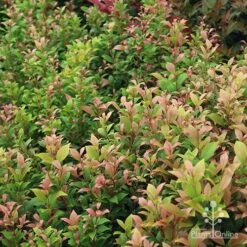 Acmena Allyn Magic -Bloom Field Shop apo allyn magic green pink phase