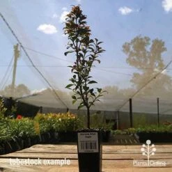 Acmena Allyn Magic -Bloom Field Shop apo allyn magic tubestoc kside