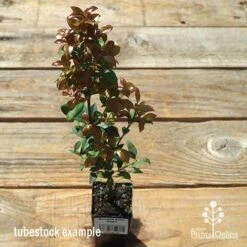 Acmena Allyn Magic -Bloom Field Shop apo allyn magic tubestock