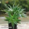 Aloe Aristata - Lace Aloe - Succulent -Bloom Field Shop apo aloe aristata tubestock 1