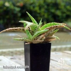 Aloe Pink Blush - Succulent -Bloom Field Shop apo aloe pink blush 1