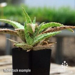 Aloe Pink Blush - Succulent -Bloom Field Shop apo aloe pink blush 2