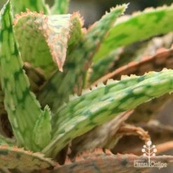 Aloe Pink Blush - Succulent -Bloom Field Shop apo aloe pink blush colours