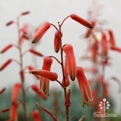 Aloe Pink Blush - Succulent -Bloom Field Shop apo aloe pink blush flowers