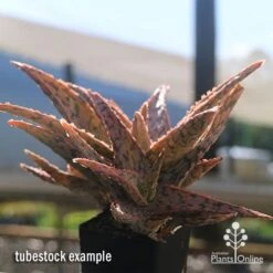 Aloe Pink Blush - Succulent -Bloom Field Shop apo aloe pink blush in winter