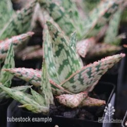 Aloe Pink Blush - Succulent -Bloom Field Shop apo aloe pink blush tubestock