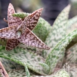 Aloe Quicksilver - Succulent 29 Aloe Quicksilver - Succulent -Bloom Field Shop apo aloe quicksilver colours