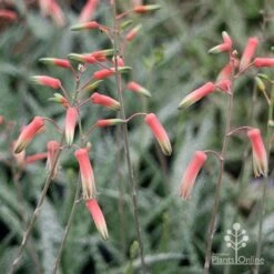 Aloe Quicksilver - Succulent 26 Aloe Quicksilver - Succulent -Bloom Field Shop apo aloe quicksilver flowers