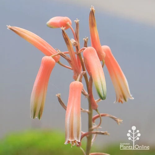 Aloe Quicksilver - Succulent 4 Aloe Quicksilver - Succulent - Image 2