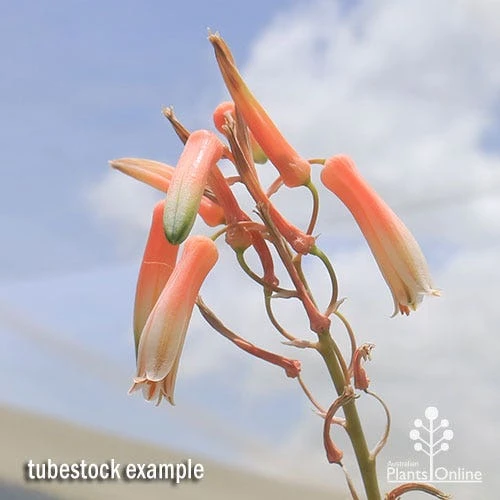 Aloe Quicksilver - Succulent 8 Aloe Quicksilver - Succulent - Image 6