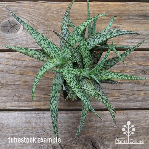 Aloe Quicksilver - Succulent 7 Aloe Quicksilver - Succulent - Image 5
