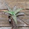 Aloe Quicksilver - Succulent 2 Aloe Quicksilver - Succulent -Bloom Field Shop apo aloe quicksilver pink top