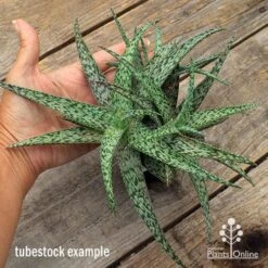 Aloe Quicksilver - Succulent 19 Aloe Quicksilver - Succulent -Bloom Field Shop apo aloe quicksilver supersize