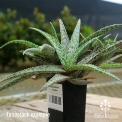Aloe Quicksilver - Succulent 30 Aloe Quicksilver - Succulent -Bloom Field Shop apo aloe quicksilver tubestock 2