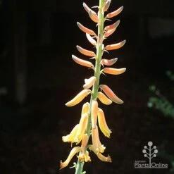 Aloe Vera - Succulent -Bloom Field Shop apo aloe vera flower sun