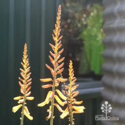 Aloe Vera - Succulent -Bloom Field Shop apo aloe vera flowers winter