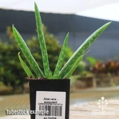 Aloe Vera - Succulent -Bloom Field Shop apo aloe vera tubestock