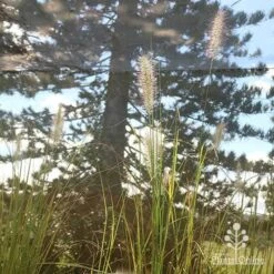 Pennisetum Alopecuroides - Swamp Fountain Grass 21 Pennisetum Alopecuroides - Swamp Fountain Grass -Bloom Field Shop apo alopecuroides in nursery2