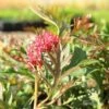 Grevillea Amazing Grace -Bloom Field Shop apo amazing grace leaf flower