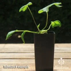 Anemone Fall In Love Sweetly- Japanese Anemone -Bloom Field Shop apo anemone fall in love tubestock