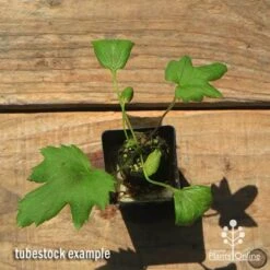 Anemone Fall In Love Sweetly- Japanese Anemone -Bloom Field Shop apo anemone fall in love tubestock top