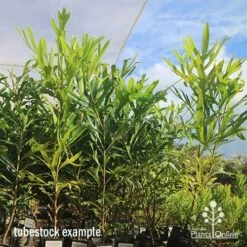 Grevillea Baileyana - Brown Silky Oak -Bloom Field Shop apo april baileyana