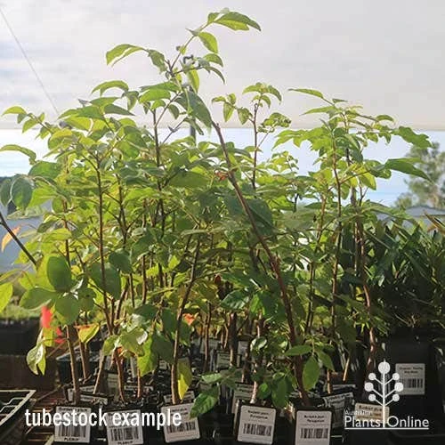 Burdekin Plum - Pleiogynium 5 Burdekin Plum - Pleiogynium - Image 3