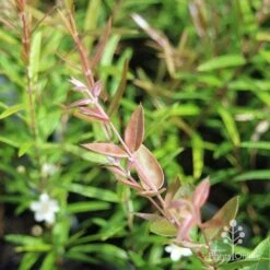 Austromyrtus Blush - Pink Midgem Berry -Bloom Field Shop apo austromyrtus blush leaf colour