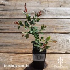 Austromyrtus Blush - Pink Midgem Berry -Bloom Field Shop apo austromyrtus blush tubestock