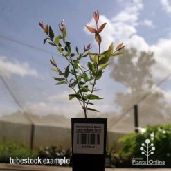 Austromyrtus Blush - Pink Midgem Berry -Bloom Field Shop apo austromyrtus blush tubestock2