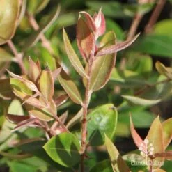 Austromyrtus Blush - Pink Midgem Berry -Bloom Field Shop apo austromyrtus blush winter colour