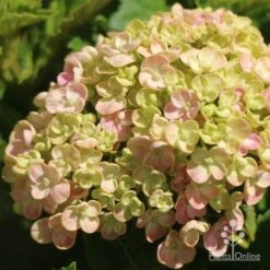 Hydrangea Ayesha 20 Hydrangea Ayesha -Bloom Field Shop apo ayesha hydrangea buds