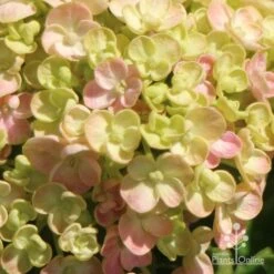 Hydrangea Ayesha 21 Hydrangea Ayesha -Bloom Field Shop apo ayesha hydrangea buds close