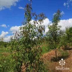 Backhousia Anisata - Aniseed Myrtle 16 Backhousia Anisata - Aniseed Myrtle -Bloom Field Shop apo backhousia anisata habit