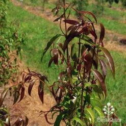 Backhousia Anisata - Aniseed Myrtle 15 Backhousia Anisata - Aniseed Myrtle -Bloom Field Shop apo backhousia anisata leaf colour