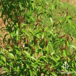 Backhousia Anisata - Aniseed Myrtle 20 Backhousia Anisata - Aniseed Myrtle -Bloom Field Shop apo backhousia anisata new leaves
