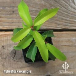 Backhousia Anisata - Aniseed Myrtle 21 Backhousia Anisata - Aniseed Myrtle -Bloom Field Shop apo backhousia anisata tubestock top