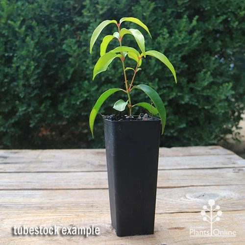 Backhousia Anisata - Aniseed Myrtle 4 Backhousia Anisata - Aniseed Myrtle - Image 2