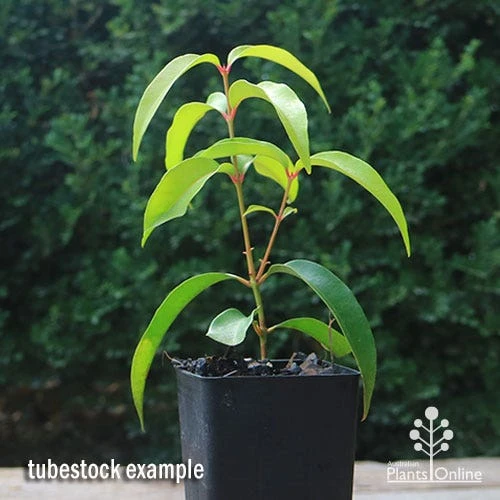 Backhousia Anisata - Aniseed Myrtle 8 Backhousia Anisata - Aniseed Myrtle - Image 6