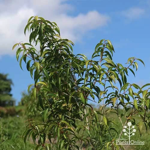 Backhousia Anisata - Aniseed Myrtle 10 Backhousia Anisata - Aniseed Myrtle - Image 8