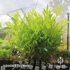 Grevillea Baileyana - Brown Silky Oak -Bloom Field Shop apo baileyana big