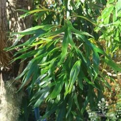 Grevillea Baileyana - Brown Silky Oak -Bloom Field Shop apo baileyana green foliage