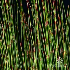 Baloskion - Tassel Cord Rush -Bloom Field Shop apo baloskion banding