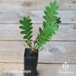 New Arrival -Bloom Field Shop apo banksia blechnifolia