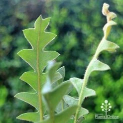 Banksia Blechnifolia -Bloom Field Shop apo banksia blechnifolia foliage