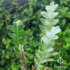 Banksia Blechnifolia -Bloom Field Shop apo banksia blechnifolia tubestock close