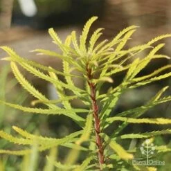 Banksia Spinulosa - Hairpin Banksia -Bloom Field Shop apo banksia spinulosa foliage